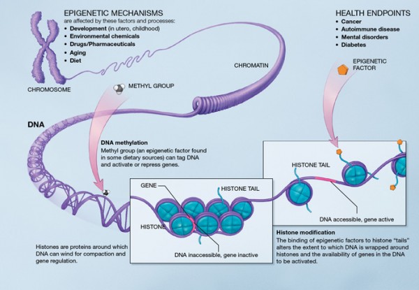 How epigenetic changes affect gene expression (Wikipedia)