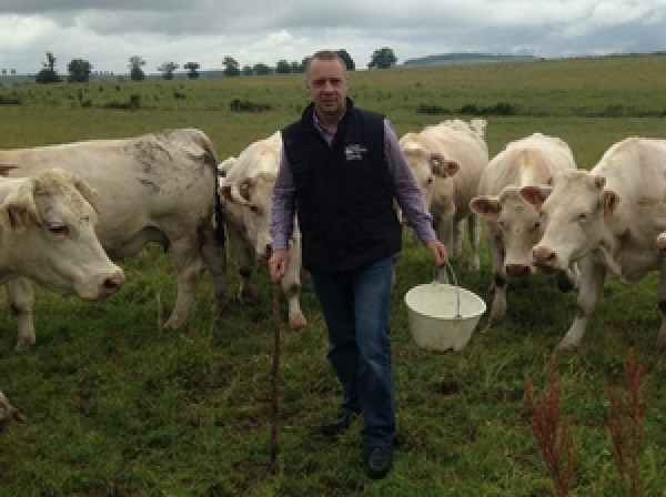 Happy cows line up for a gourmet dinner on a farm in Burgundy