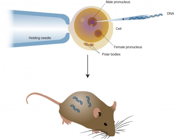 transgenic are widely used in epigenetic studies