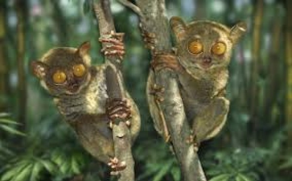 Madagascar endangered lemurs